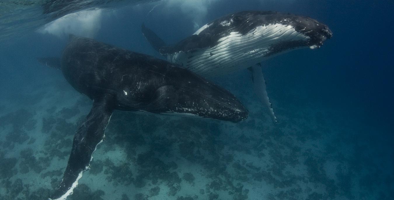 a16z, Alameda, Vitalik 등 거대 투자자들은 어떤 코인을 샀을까요?