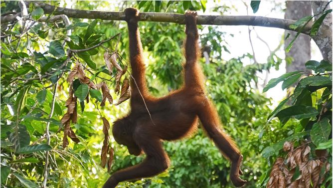 LooksRare：發行Token的NFT交易平台會比OpenSea更好嗎？