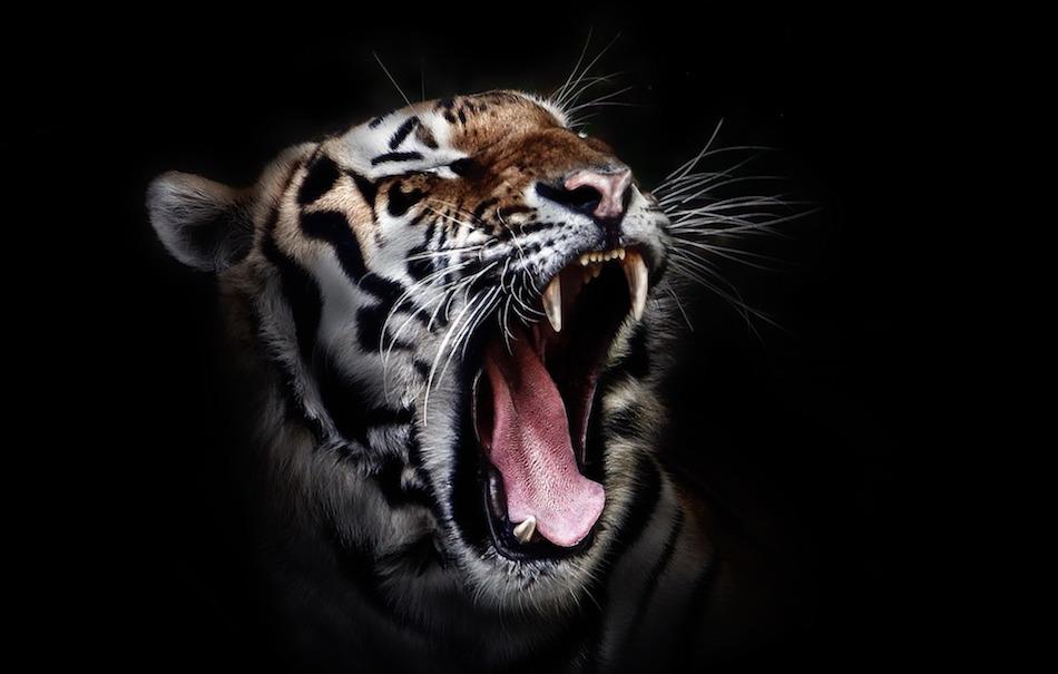 野蛮人加速杀进Crypto，一文了解Tiger Global的风格偏好与生态布局