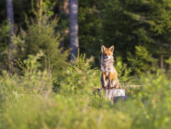 MetaMask Guide: Solutions for Ordinary Users to Address Foxy’s IP Logging