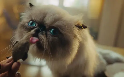 Another cat-themed MEME goes viral, with the Base ecosystem token MIGGLES rising over 900 times