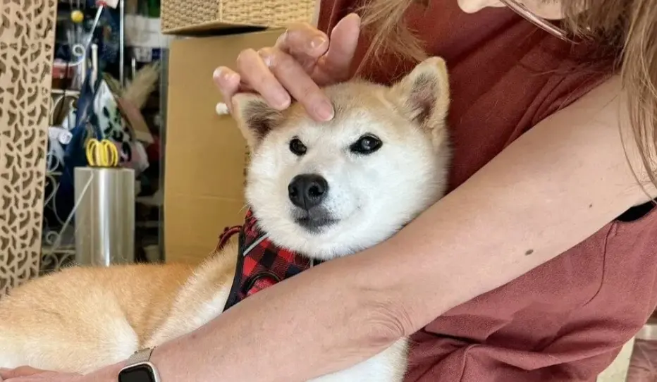 밈 광란의 밤, 트럼프가 한 마리 개에게 "패배"하다