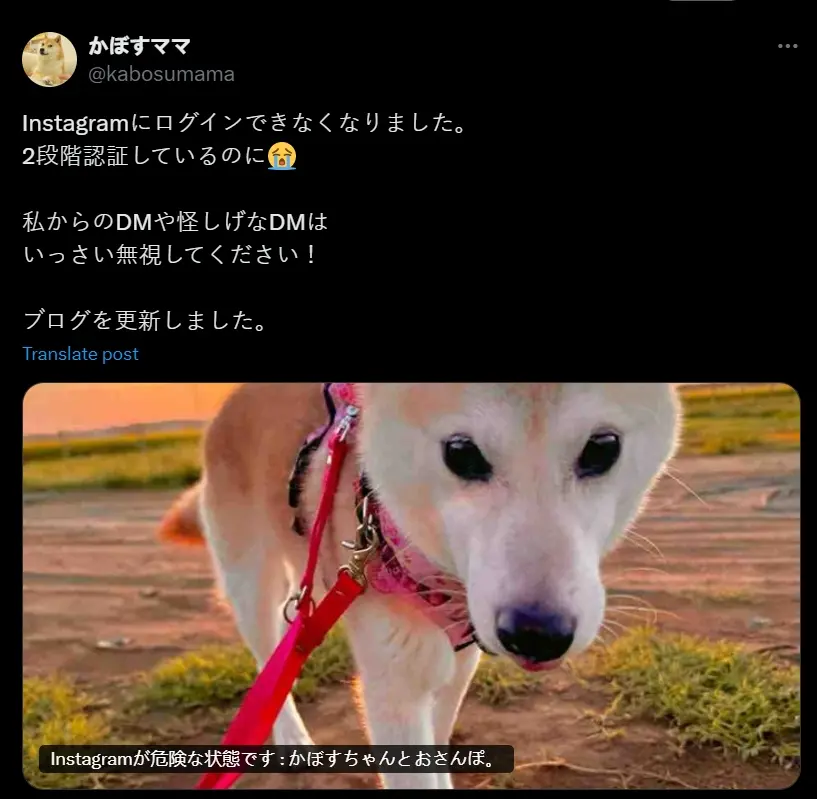 Doge 原型柴犬 Kabosu 主人 Instagram 账号今晨被盗，已开始发布虚假内容和私信