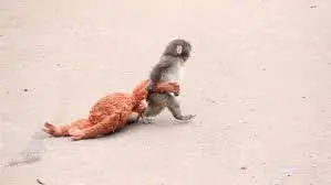 火币 HTX 公益版图再添暖色：以“Punch精神”连接全球善意